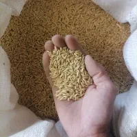 فروش جو محلی
