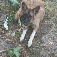 توله سگ ژرمن اصل