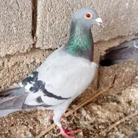 کوهی وپلاکی