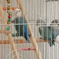 طوطی برزیلی 4ماهه