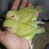 جوجه طوطی برزیلی