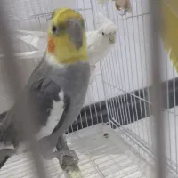 عروس هلندی و مرغ عشق
