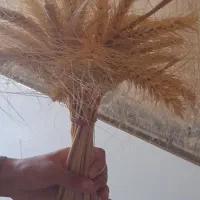 گندم سر سفره هفت سین