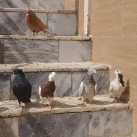 چند عدد کفتر پرشی و جفتگاه