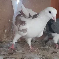 کفتر شازده قرمز و سرور کهنه