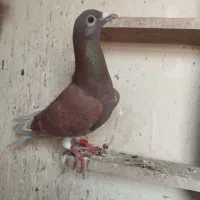 پرنده دوری