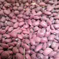 لوبیا قرمز