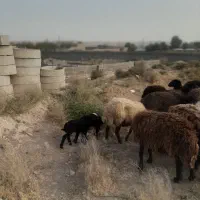 دام چاق