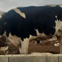 شیر تازه گاو