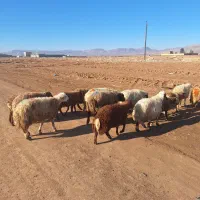 شک بره|حیوانات مزرعه|کوهدشت, |دیوار