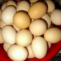 تخم مرغ