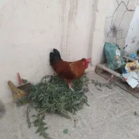 خروس سالم