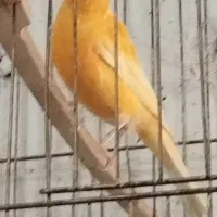 قناری نر مست خون دوعدد