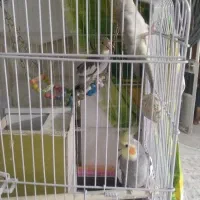 دوجفت عروس هلندی کارداده آماده