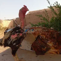 مرغ لاری
