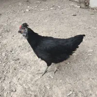 وار و جوجه مرغ گلین اصیل