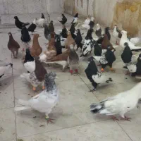 کفتر رنگه کفتر بوم