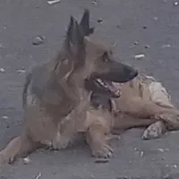 سگ ژرمن چهار ماهه ماده