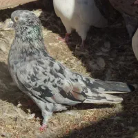 کب وتر سرور. نر