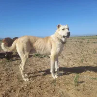سگ گله ای همه چی تموم