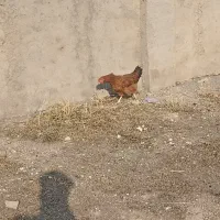 مرغ تخم گذار