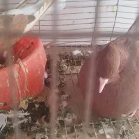 کبوترسرخ دم سفیدخال سیاه جفت جوجه هم دارن