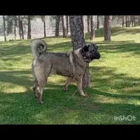 واگذاری سگ پژدر اصیل