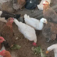 مرغ خونگی