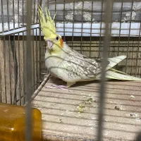 عروس هلندی ماده مولد