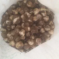 موسیر
