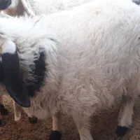 بره نر و ماده