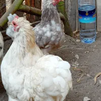 دو عدد مرغ کوشین بالغ