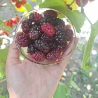 شاتوت و مایع شربت شاتوت بومی و محلی برزک کاشان