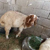 بره نر