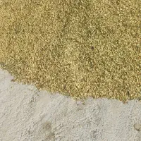 بذر باقالی بوجارنشده