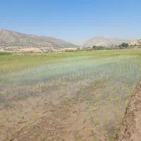 چلتوک دم سیاه درجه۱ ویسیان