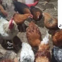 نیمچه مرغ سالم ارزان ده تا به بالا داریم برای فرو