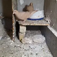 کفتر زرد کرمونی