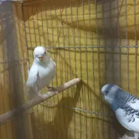 مرغ عشق|پرنده|اصفهان, کوی گلزار|دیوار