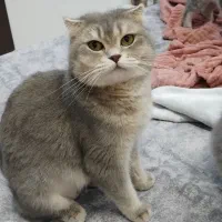 گربه اسکاتیش ماده