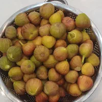 انجیر مدل گلابی