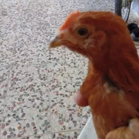 مرغ خروس