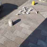 پرنده سرای ایران کبوتر فنچ مرغ عشق عروس هلندی