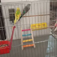 دو تا مرغ عشق