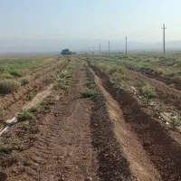 باغ-پسته-دو-ساله