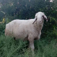 میش ابسن