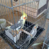 عروس هلندی مولد خوش رنگ