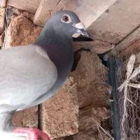 نر سبز پرشی