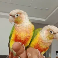 گرینچیک گمشده