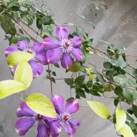 خانه کلنگی